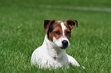 JACK RUSSEL 312